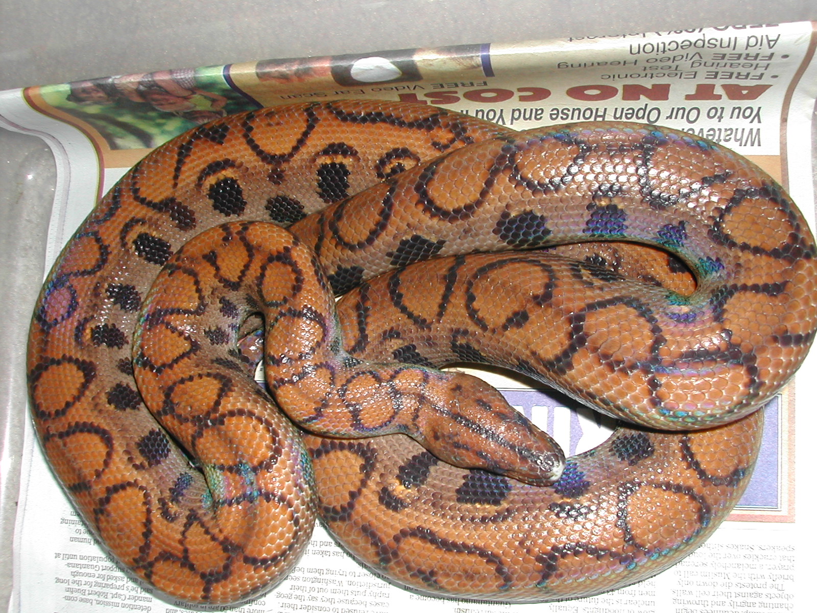 late 2000s, female Brazilian Rainbow boa